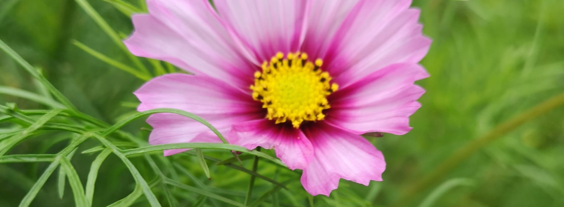 Rosa blomma på Knappsmåla Gård